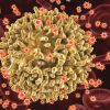 HTLV-1 nevű ősi vírus okozta járványtól tartanak a tudósok
